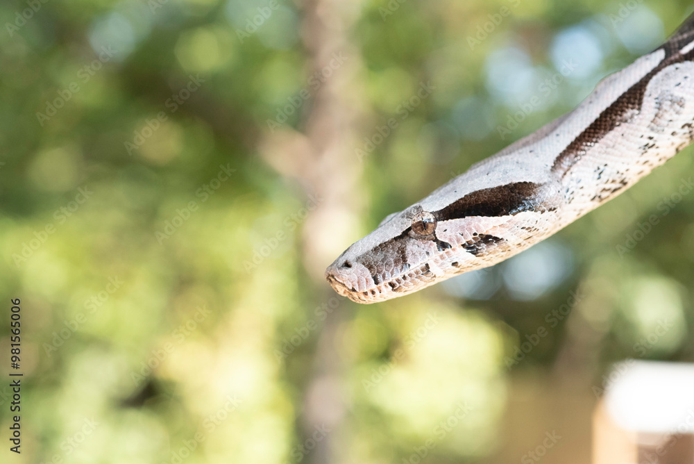 Naklejka premium Guyana Red-tailed Boa Constrictor