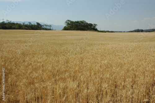 Wheat crops in northern Argentina