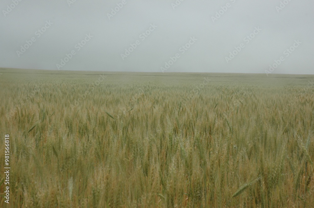 Obraz premium Wheat crops in northern Argentina