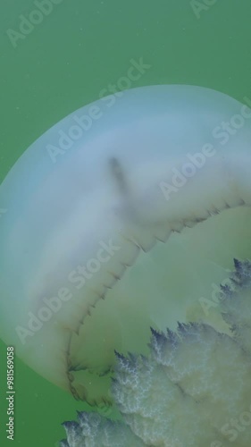 Vertical video, Seahorse travels under the dome of jellyfish stings, Slow motion. Short Snouted seahorse (Hippocampus hippocampus) sitting inside swimming medusa dome (Rhizostoma pulmo) photo