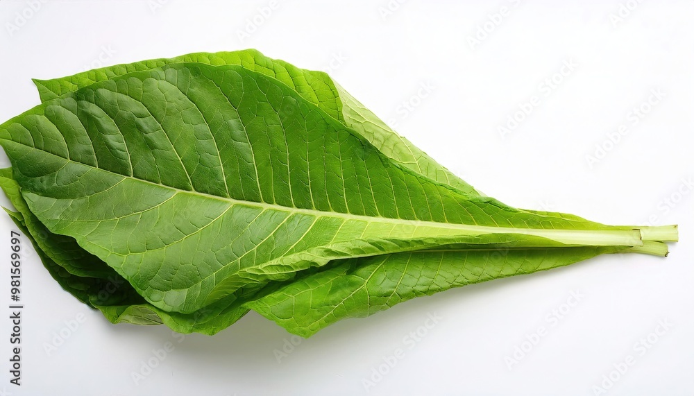 Obraz premium fresh picked harvested green rolling tobacco leaves. farming in rural areas concept. For cigarette and cigar making raw materials. isolated on white background with copy space