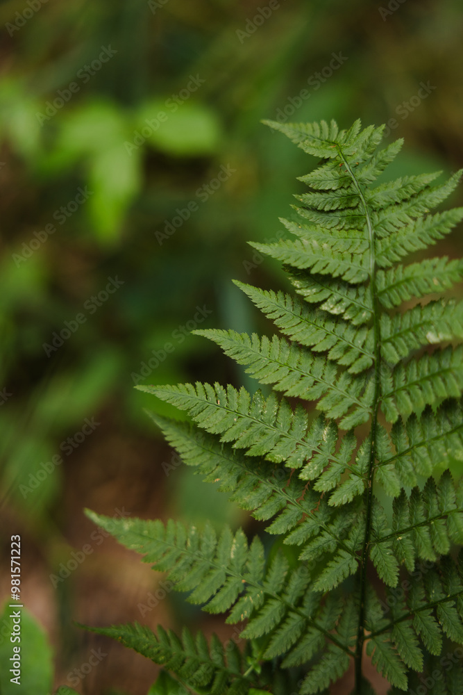 fern in the forest fern in the forest