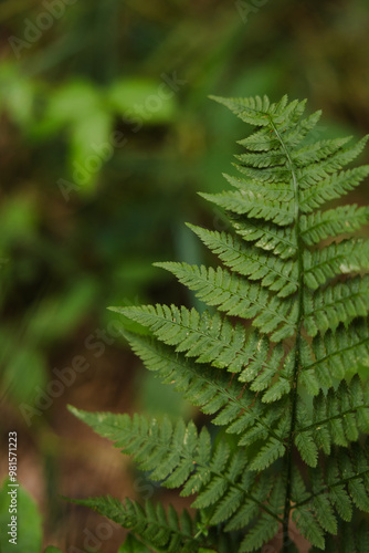 fern in the forest