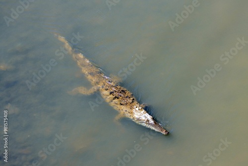 American crocodile, Crocodylus acutus photo