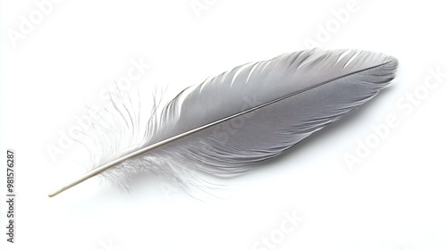 one silver grey birds feather isolated on white background