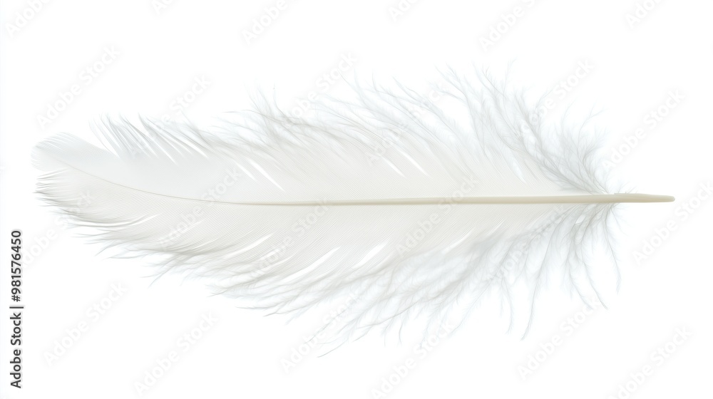 Fototapeta premium one single white birds feather isolated on white background
