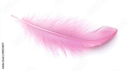 one single pink birds feather isolated on white background