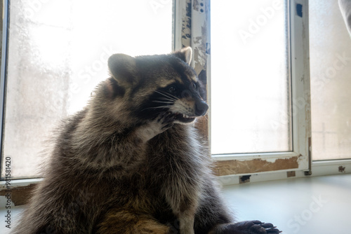 Raccoon portrait close-up