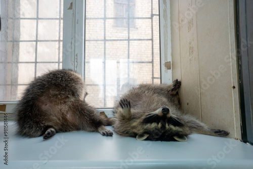 Raccoon portrait close-up