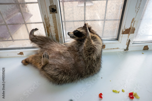 Raccoon portrait close-up