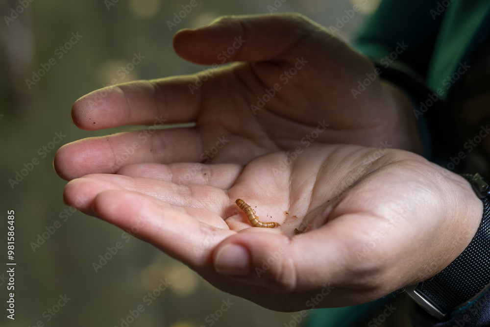 A woman holds a mealworm in her palm.
A woman holds a mealworm in her palm.