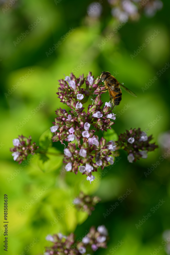 A primrose fly on a motherwort flower.
A primrose fly on a motherwort flower.