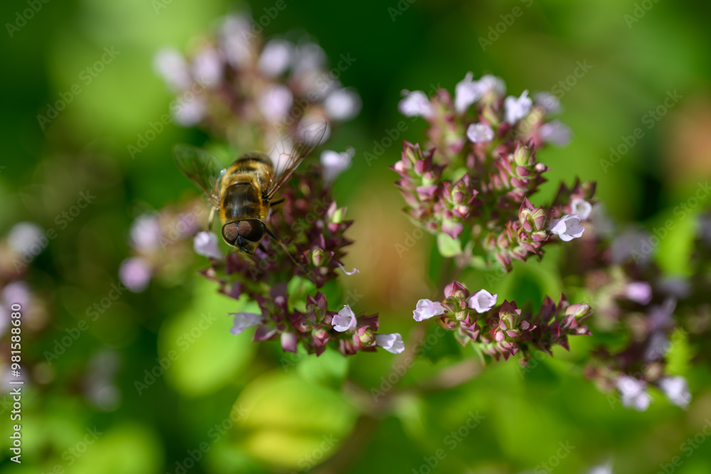 A primrose fly on a motherwort flower.
A primrose fly on a motherwort flower.