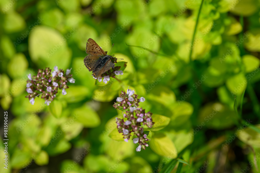 A female blue butterfly on a motherwort flower.
A female blue butterfly on a motherwort flower.