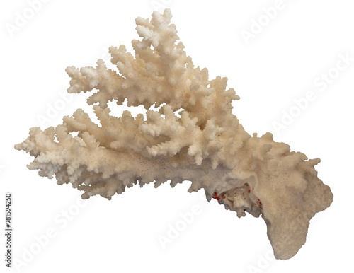 Fototapeta Naklejka Na Ścianę i Meble -  Sea coral fossil structure, isolated image on transparent background