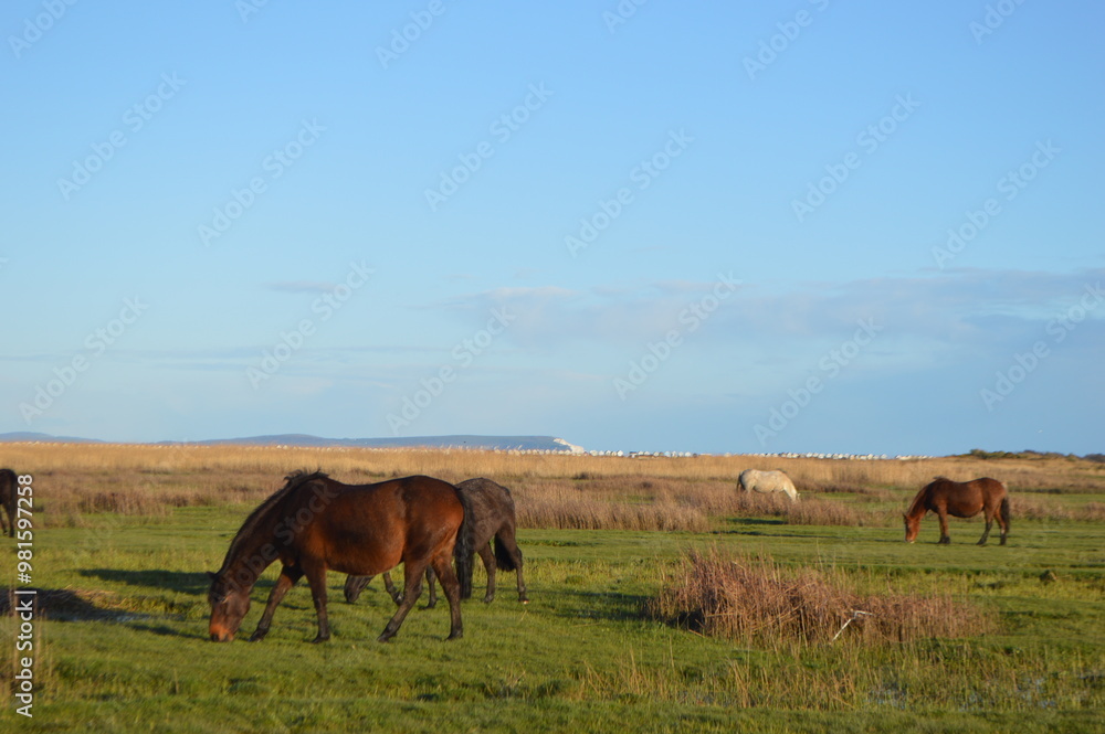 Fototapeta premium Pony in front of Isle of White