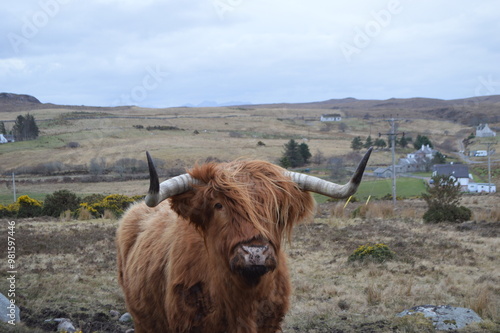 Highland Cow