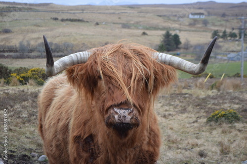 Highland cow