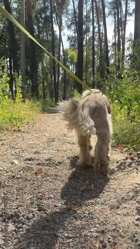 A dog on a bright leash in the forest glances at the camera, then runs along a trail through the trees. Perfect for pet, nature, and outdoor adventure content showcasing active pets in natural setting