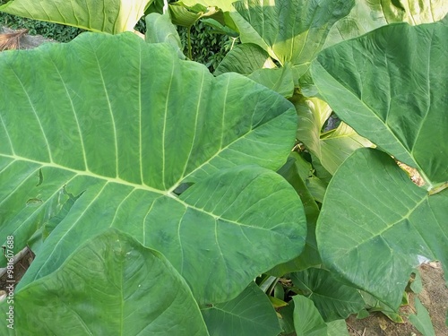 exotic green taro leaves in garden photo