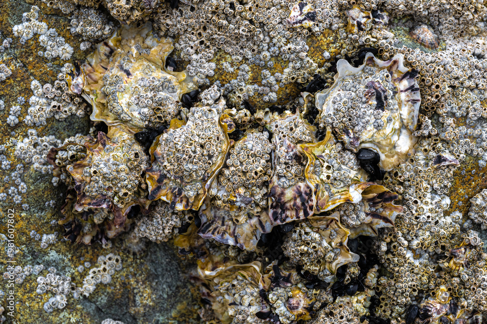 Oysters and Barnacles on a Beach in Brittany, France Oysters and Barnacles on a Beach in Brittany, France
