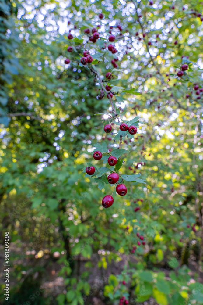 Hawthorn Tree with Small Red Berries in a Woodland Setting Hawthorn Tree with Small Red Berries in a Woodland Setting