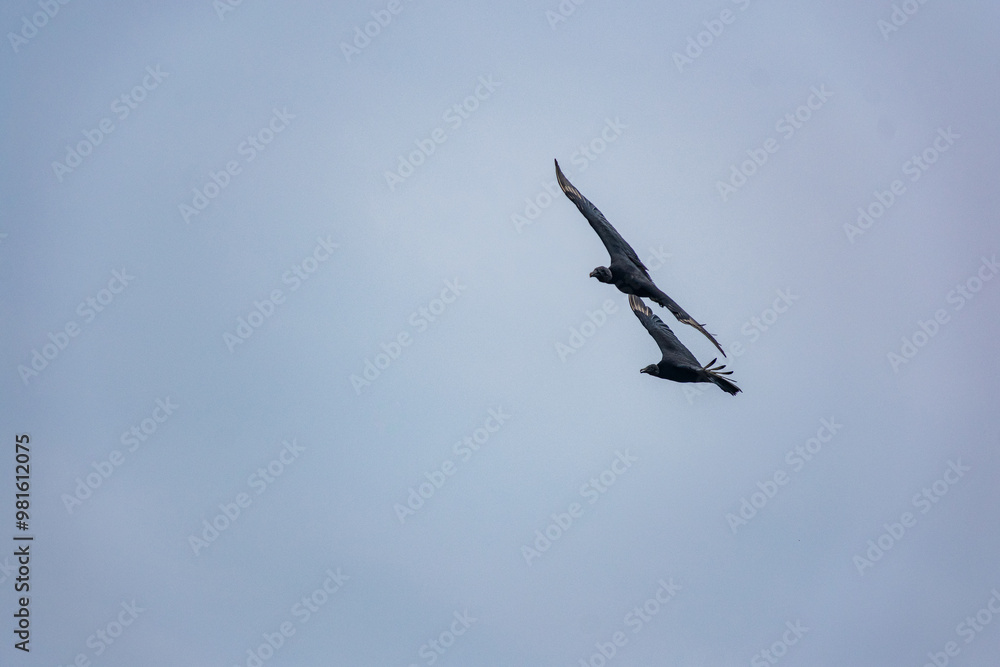 pássaros pretos voando no céu pássaros pretos voando no céu