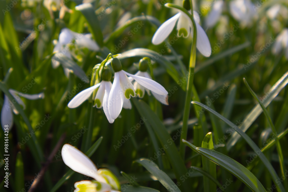 Fototapeta premium snowdrops