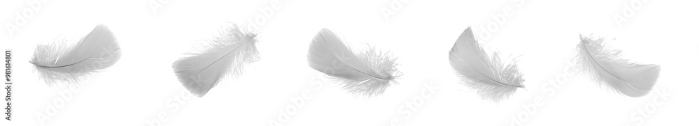 Fototapeta premium white goose feathers on a white background