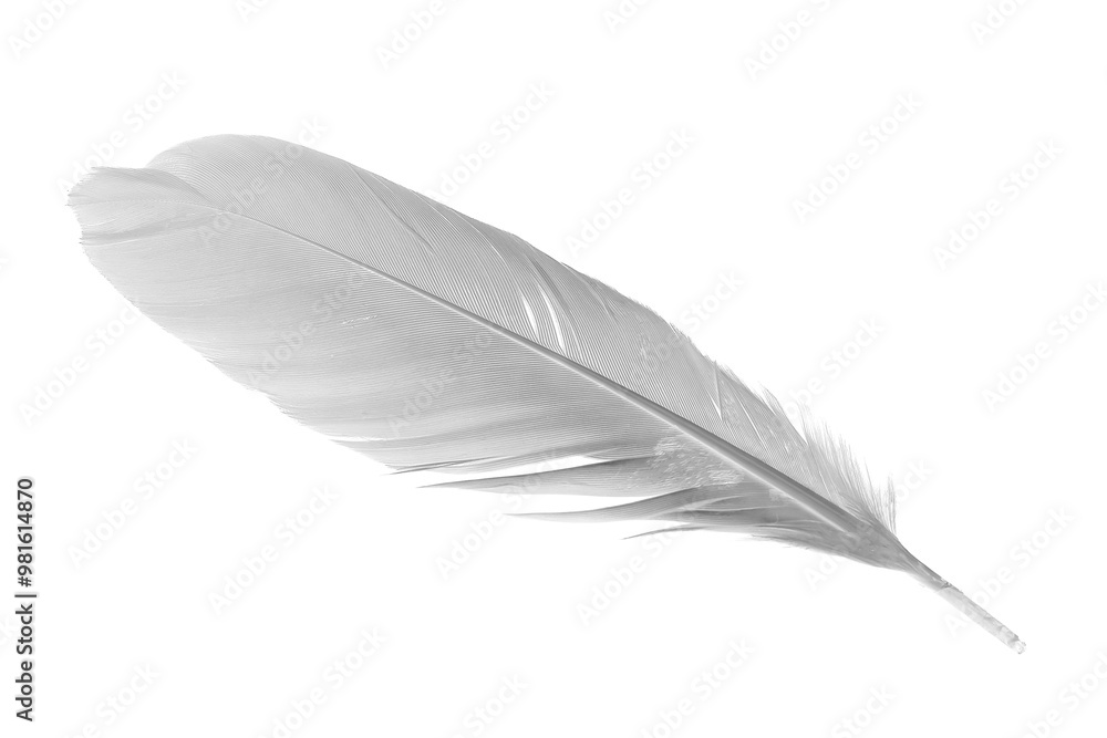 white goose feathers on a white background white goose feathers on a white background