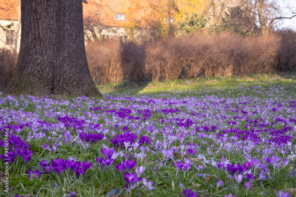 crocuses crocuses
