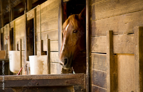 A brown hose peeking out af a stable and looking at camera photo