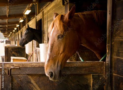 Two horses at a rustic stable with thier heads out of a door photo