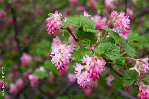 spring flowers