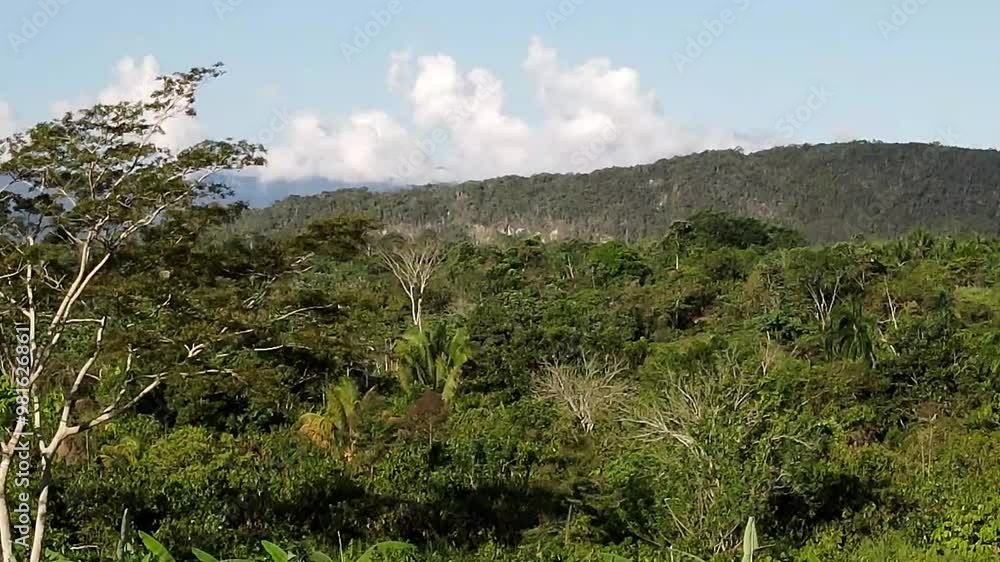 Producción de Cacao en la Selva.Árbol de cacao, hojas de cacao, frutos de cacao, grano de cacao, maduro cacao, selva, producción de cacao. Producción de Cacao en la Selva.Árbol de cacao, hojas de cacao, frutos de cacao, grano de cacao, maduro cacao, selva, producción de cacao.