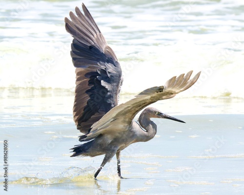 The reddish egret is a medium-sized heron.