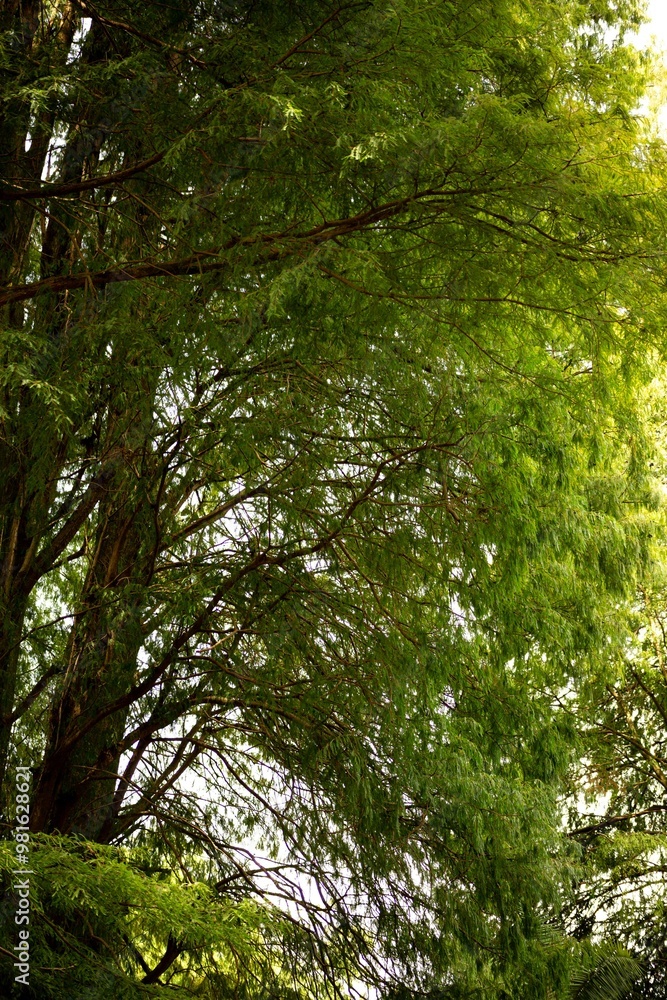 Fototapeta premium Árvore frondosa, folhas verdes no clima tropical da Mata Atlântica Brasileira.
