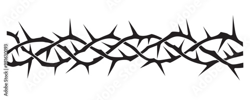 black crown of thorns image isolated on white background