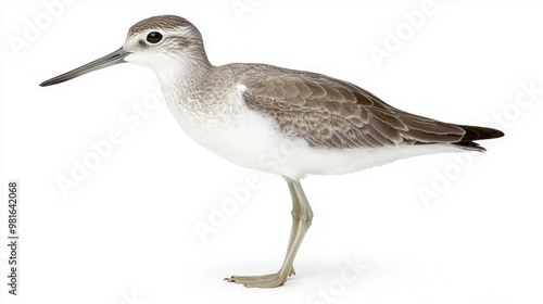 lone willet rests on the shore, its long beak poised and gray plumage blending seamlessly with the sand. The tranquil atmosphere highlights the beauty of this shorebird in its natural habitat.