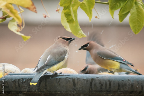 Canvas Print A pair of Cedar waxwing (Bombycilla cedrorum) birds drinking and bathing at a fo