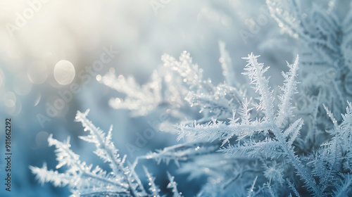 Winter Frost Patterns on Glass