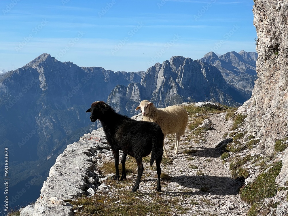 Naklejka premium Sheeps on mountain pastures around Mangart peak in the Julian Alps, Strmec na Predelu (Triglav National Park, Slovenia) - Schafe auf Almen rund um den Mangart-Gipfel (Triglav-Nationalpark, Slowenien)
