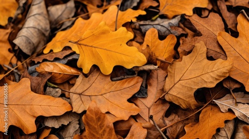 A close-up of a pile of autumn leaves, showcasing the intricate details of their veins and textures.