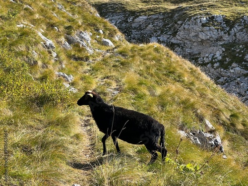 Sheeps on mountain pastures around Mangart peak in the Julian Alps, Strmec na Predelu (Triglav National Park, Slovenia) - Schafe auf Almen rund um den Mangart-Gipfel (Triglav-Nationalpark, Slowenien) photo