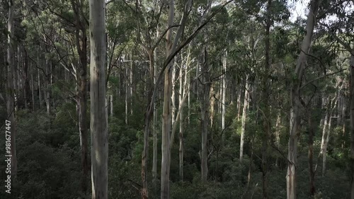 Australian bushland trees eucalyptus gums
