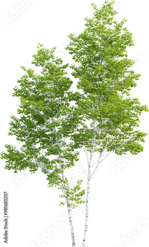 Side view of Betula Pendula - Silver Birch