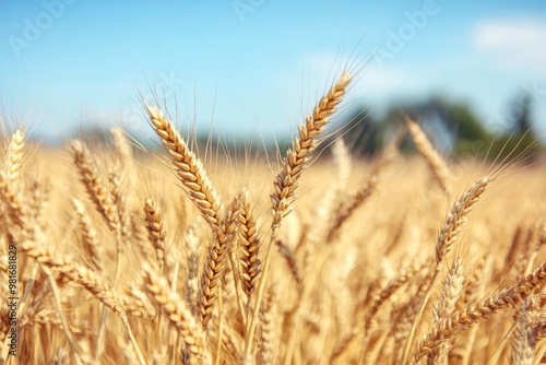 Close-up of a golden wheat field under a blue sky on a sunny day, featuring beautiful high-definition photography with a softly blurred background.