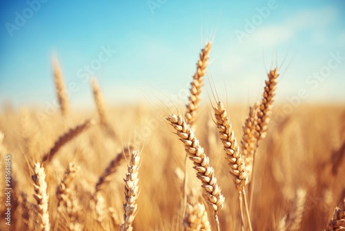 Close-up of a golden wheat field under a blue sky on a sunny day, featuring beautiful high-definition photography with a softly blurred background.