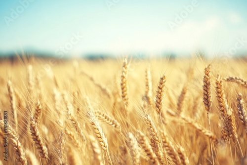 Close-up of a golden wheat field under a blue sky on a sunny day, featuring beautiful high-definition photography with a softly blurred background.