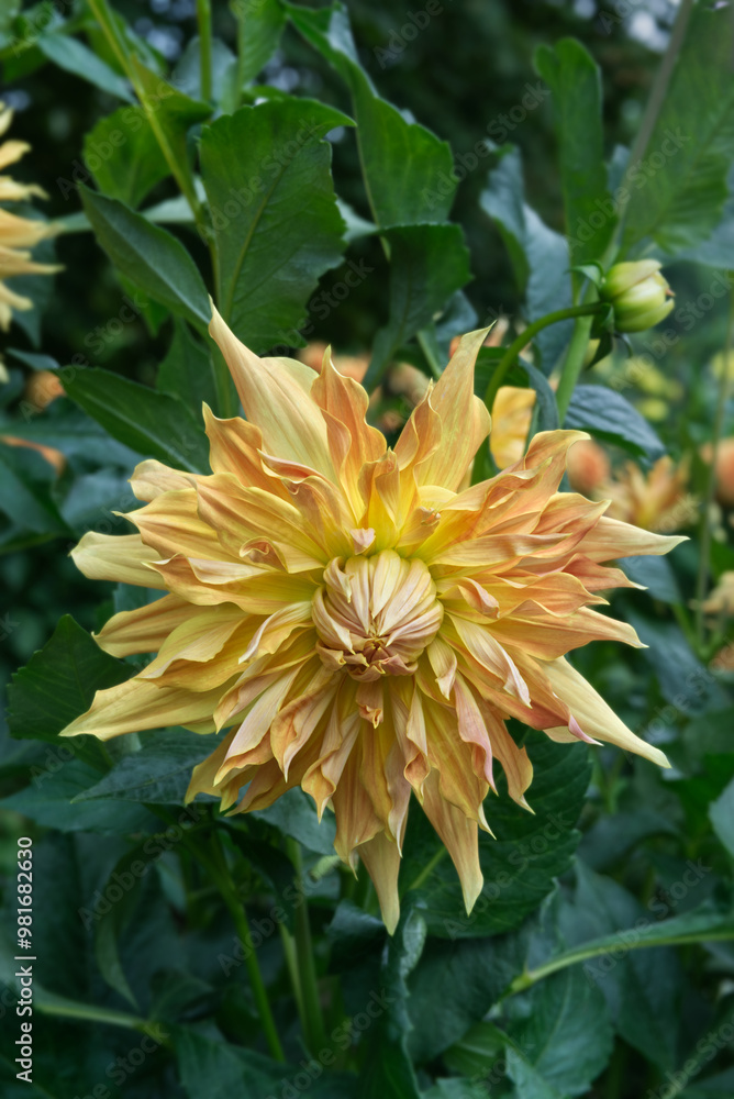 Yellow decorative Dahlia and foliage Yellow decorative Dahlia and foliage